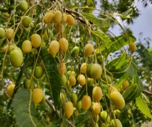 نمبولی پھل بہت سی خصوصیات سے مالا مال سمجھا جاتا ہے