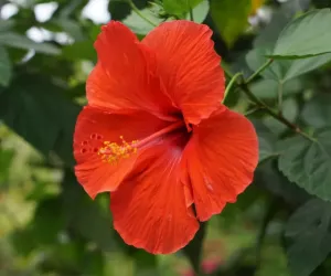 آیورویدک ادویات میں Hibiscus کے پھولوں کی خاص اہمیت ہے