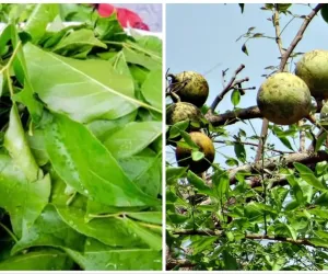 بیل کے پتے کو مہادیو کے ترشول کی علامت سمجھا جاتا ہے