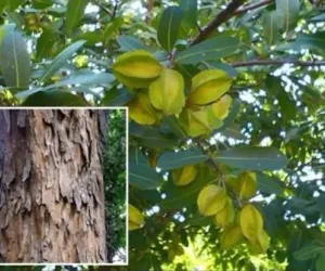 ارجن کا درخت اپنی دواؤں کی خصوصیات کے لیے جانا جاتا ہے