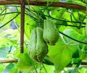 اسکوش ایک سبزی ہے جو مزیدار اور صحت کے لیے فائدہ مند سمجھی جاتی ہے