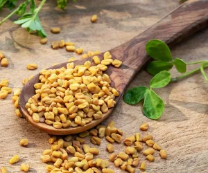 میتھی نہ صرف اپنے ذائقے کے لیے بلکہ دواؤں کی خصوصیات کے لیے بھی جانی جاتی ہے
